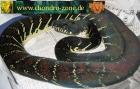 Morelia boeleni,Morelia viridis ,Warane etc.