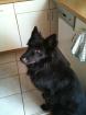 Verkaufe Beligischen Schäferhund