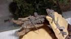 Verkaufe kleine süße Bartagamenbaby s ( Pogona Vitticeps)