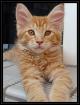 Auszugsbereite Coonie Kitten suchen neues zu Hause