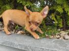 Chihuahua Welpen kurzhaar  Mini 