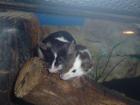 Farbmäuse, veschiedene Farben, auch Futtermäuse
