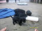 5 Yorkshire-Pudel Mix Welpen