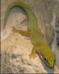 Gecko (Palmentaggecko Phelsuma dubia) 