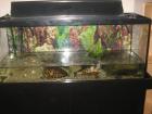 2Cumberlandschildkröte mit Aquarium...