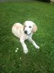 Labradorwelpe 4 Monate männchen blond zu verkaufen