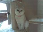 Liebe Exotic Shorthair abzugeben