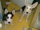2 Wunderschöne Husky welpen ansehen lohnt!!!