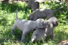 WEIMARANER WELPEN 