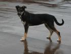 Kleiner  8 monate    Terrier - Ost-Russischer Schaeferhund Mischling aus Russlan