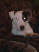 Spanky sucht neues Heim 