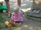 Magyar Vizsla Welpen