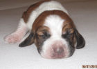 Basset Hound Welpen mit Papieren 