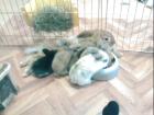 3 Bunte Löwenkopf/Zwergkaninchen suchen liebevolles Zuhause