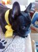 French Bully Welpe gesucht
