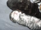 Was Besonderes!!!Maincoon-Bengalmix-Kitten!!!