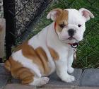 Englisch Bulldogge Welpen