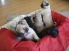 MOPS MOPSWELPEN MIT PAPIEREN