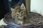 Wunderschönes Katzenbaby Mix Türkisch Angora/Hauskatze
