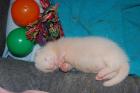 Frettchenwelpe Albino abzugeben!