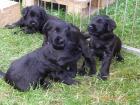 Riesenschnauzer - Freund, Begleiter und Beschützer