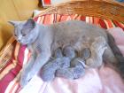 Süße BKH Kitten