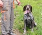 Mobile-Jagdhundeschule-Franken 