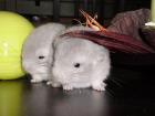 Chinchilla Babies (männlich) violett suchen ein neues Zuhause