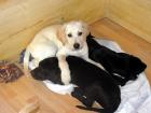 LABRADOR WELPEN