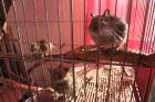 3 Degus mit Käfig
