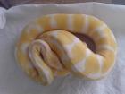Verkaufe Königspythons Albinos