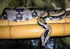 Eigene Nachzuchten Boa constrictor longicauda (25.07-0.7978)
