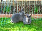 Blaue Wiener, Stallhase, 