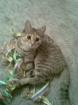 2 Jahre alte Katze sucht ein neues Zuhause