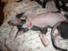 DON SPHYNX Kitten wollen nach Hause!!!
