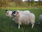 Scottish Blackface-Bock, 1,5-jährig, zu verkaufen