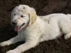Golden Retriever Welpe!