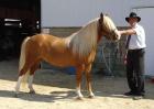 6Jahre alt Haflinger stute, hengst und Wallach pferde zu verkaufen.