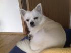 Deckrüde Chihuahua 2 Jahre sucht Hundedame