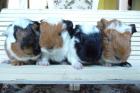 CH-Teddys - tolle Meerschweinchen aus geprüfter Hobbyzucht