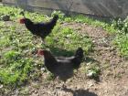 Marans-Junghähne