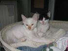 Katzenkinder abzugeben!!!!!!