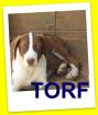 Torf, ein Traum von einem Welpen