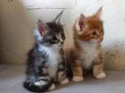 Maine Coon Kitten mit Stammbaum suchen einen neuen Kuschelplatz !!