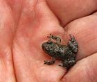 Gelbbauchunke bombina variegata NZ 2024