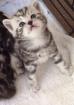 Bsh Silber und Silber haben Tabbys