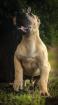 PRESA CANARIO WELPEN 