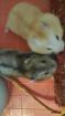 Babyhamster Zwerghamster Dsungarische