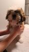 Shih tzu Welpen 