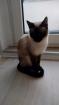 Deck kater gesucht